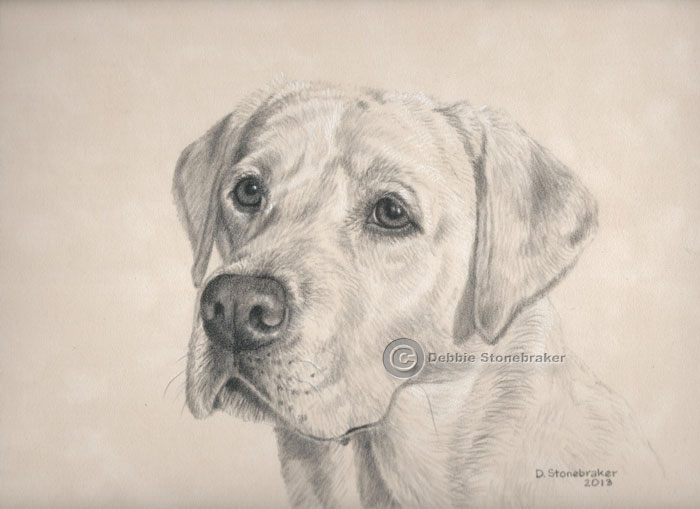 700x509 Labrador Art Yellow Labs - Yellow Lab Drawing