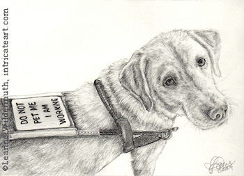 350x253 Leanne Wildermuth Artist - Yellow Lab Drawing