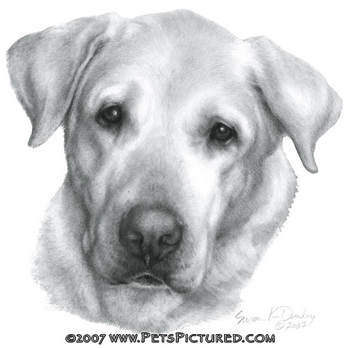 500x500 Portrait Of Alex, Yellow Labrador Retriever - Yellow Lab Drawing