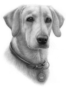 224x300 Portrait Of Art Pencil Drawings, Drawing Commissions - Yellow Lab Drawing