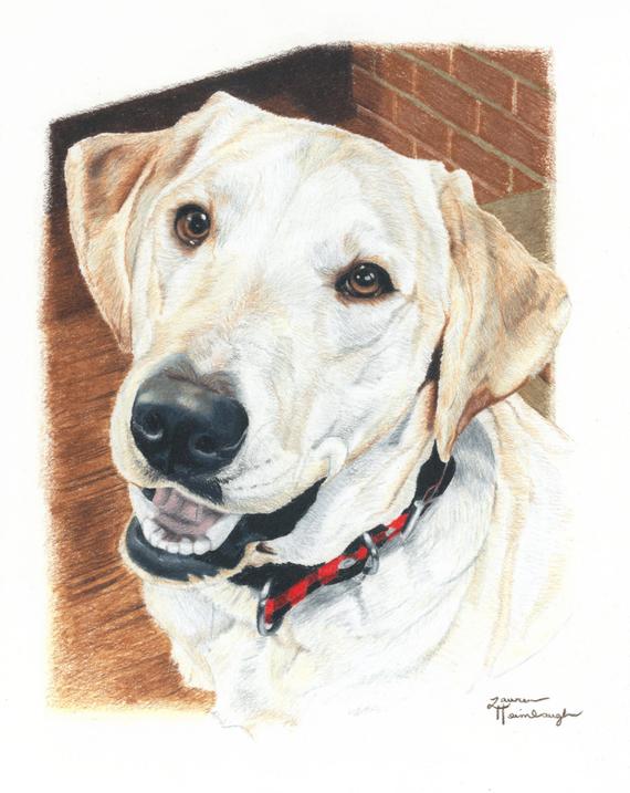 570x717 print of yellow lab drawing etsy - Yellow Lab Drawing