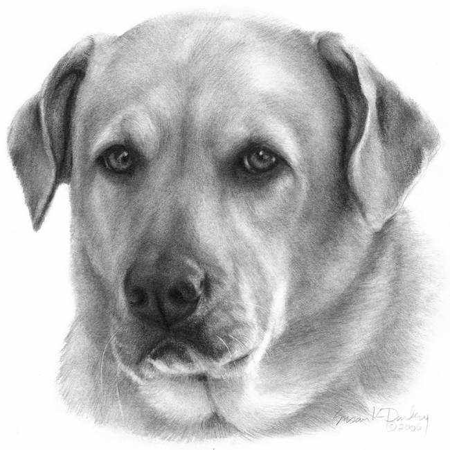 650x650 Stunning Labrador Pencil Drawings And Illustrations For Sale - Yellow Lab Drawing
