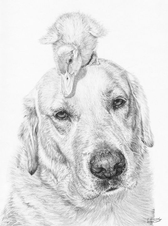 536x720 Vantage Point - Yellow Lab Drawing