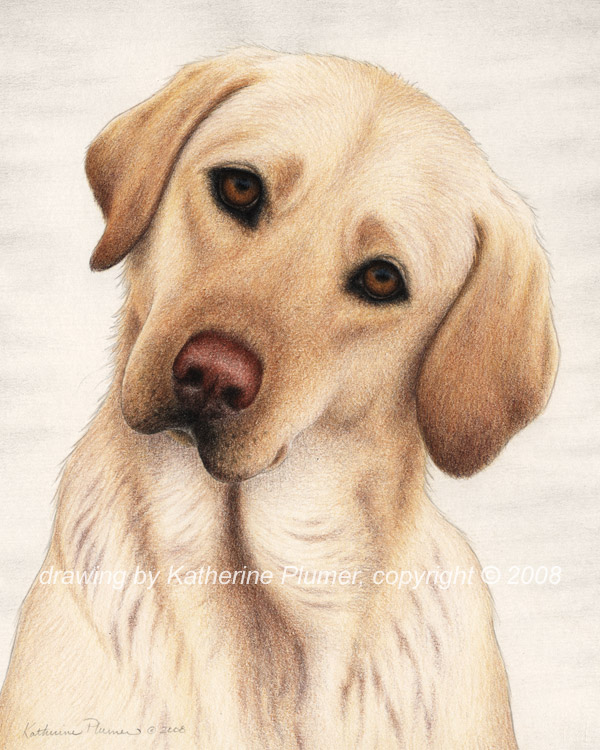 600x750 yellow lab dog drawing - Yellow Lab Drawing