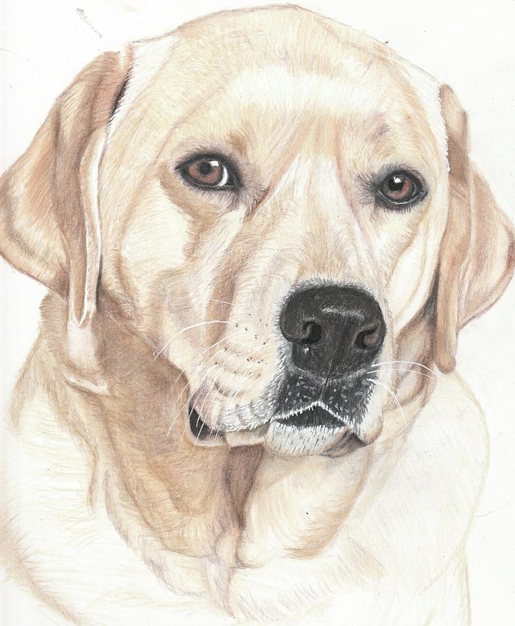 740x900 yellow lab drawing - Yellow Lab Drawing