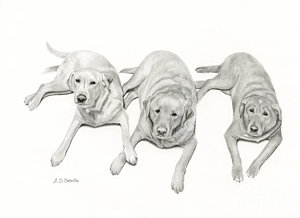 300x218 yellow lab drawings fine art america - Yellow Lab Drawing