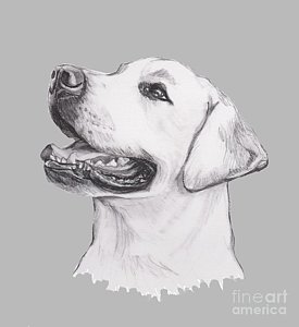 275x300 Yellow Labrador Retriever Drawings Fine Art America - Yellow Lab Drawing