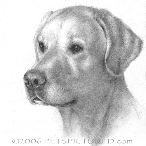 500x500 Yellow Labrador Retriever Portrait - Yellow Lab Drawing