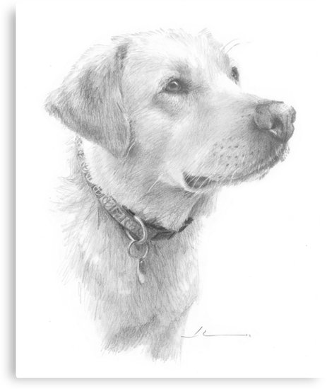 463x550 yellow lab drawing metal print - Yellow Lab Drawing