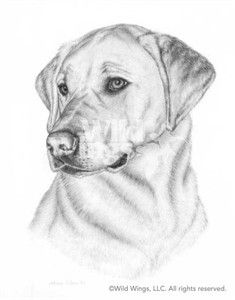 235x300 Pencil Sketch Yellow And Chocolate Labs Karen Olsen Original - Yellow Lab Drawing