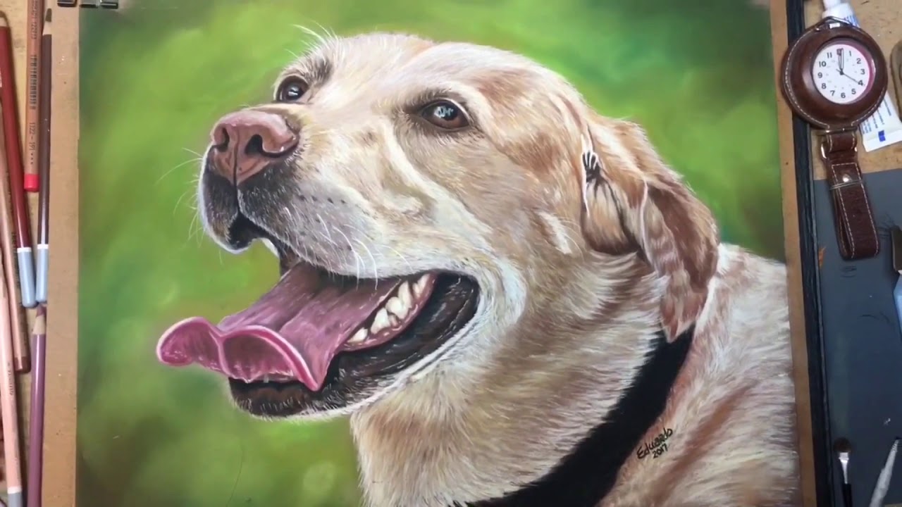 1280x720 golden yellow lab dog portrait in pastels short fur pencils - Yellow Lab Drawing