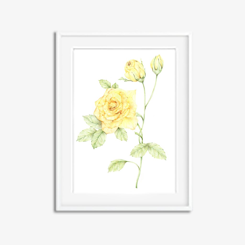 1024x1024 Yellow Rose Original Botanical Pencil Drawing Carmen Hui Art - Yellow Rose Drawing
