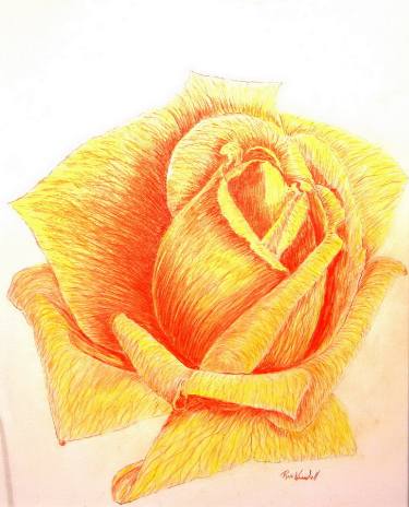 375x464 Yellow Rose Drawing - Yellow Rose Drawing