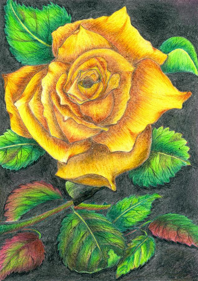 636x900 Yellow Rose Drawing - Yellow Rose Drawing
