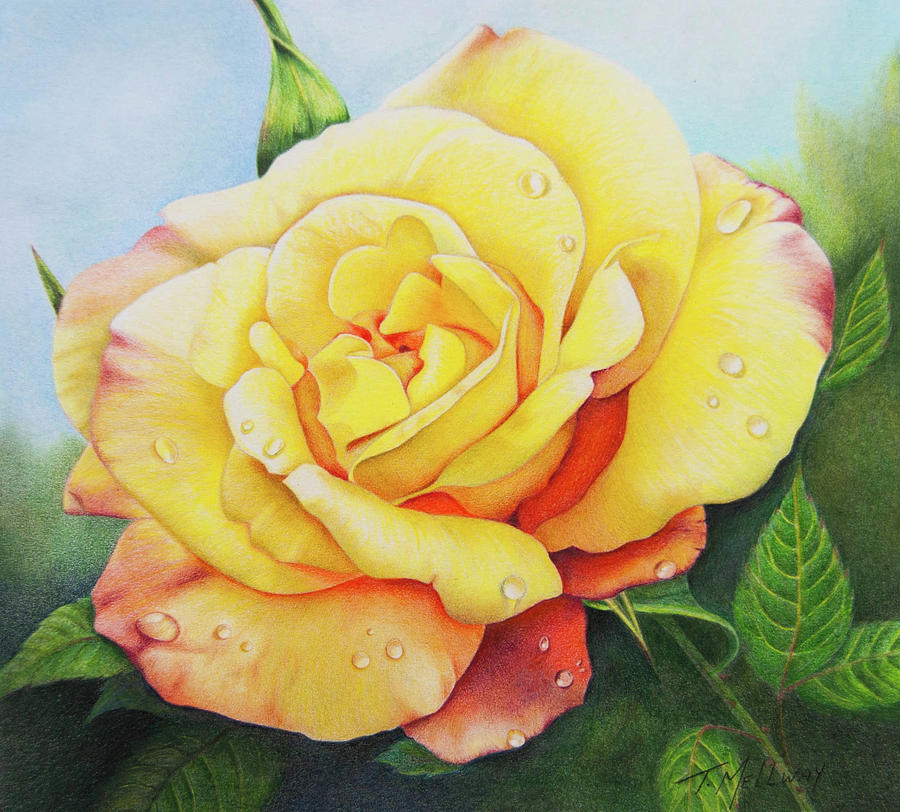 Yellow Rose Drawing at Explore collection of