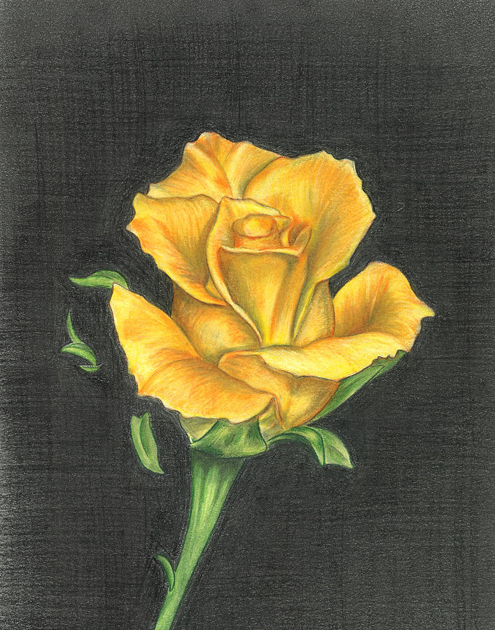 707x900 Yellow Rose Drawing - Yellow Rose Drawing