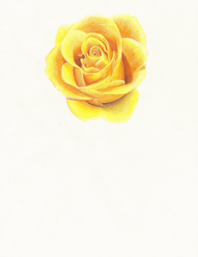 785x1018 Yellow Rose Colored Pencil - Yellow Rose Drawing