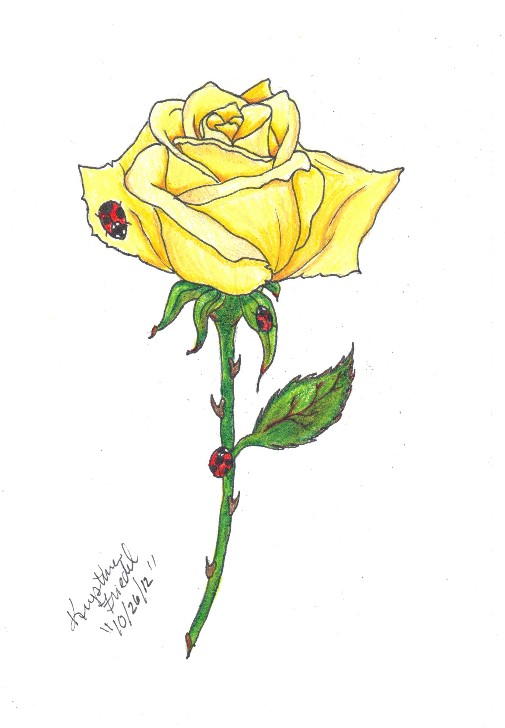 Yellow Rose Drawing at Explore collection of