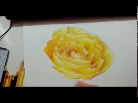 480x360 Yellow Rose With Color Pencil - Yellow Rose Drawing
