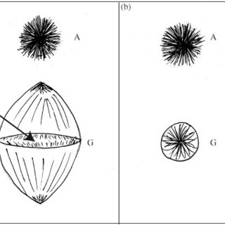 320x320 pdf lunar and seasonal patterns in fecundity of an indeterminate - Yellow Tang Drawing