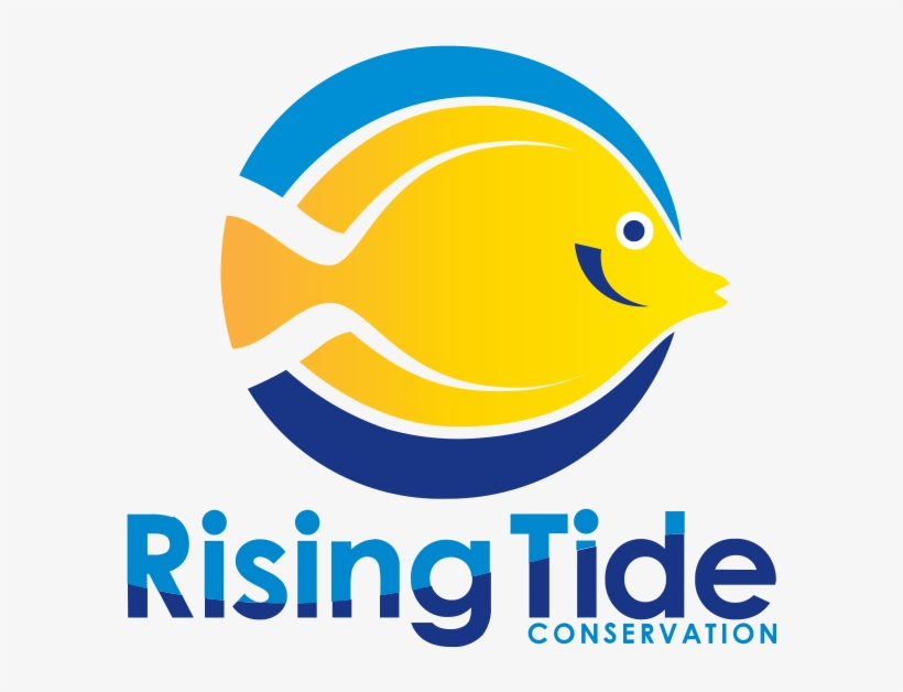 820x628 yellow tang broodstock acquired at university of florida - Yellow Tang Drawing