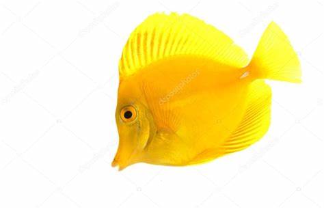 474x306 yellow tang drawing gtgt - Yellow Tang Drawing