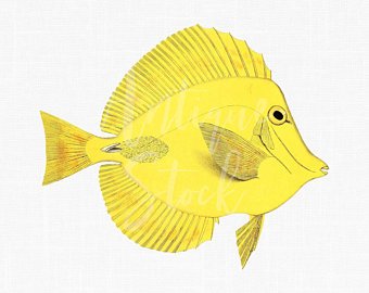 340x270 yellow tang fish etsy - Yellow Tang Drawing