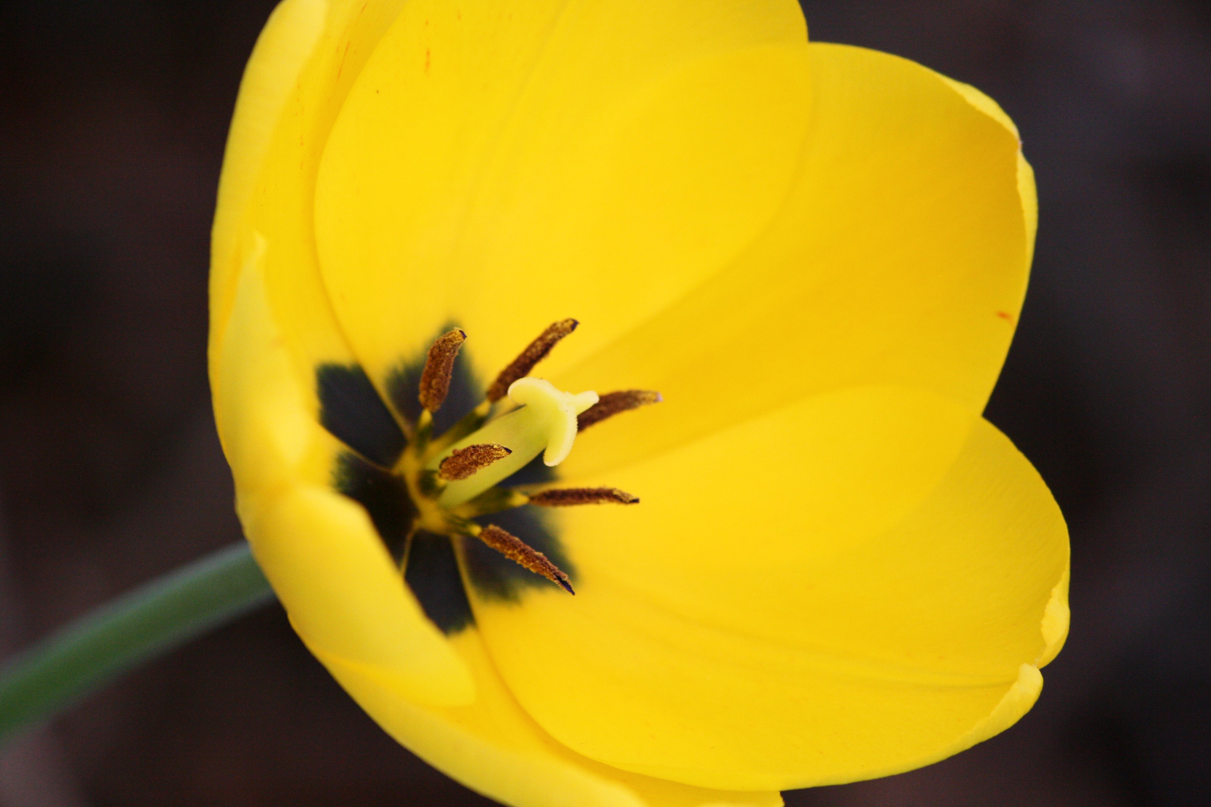 Yellow Tulip Drawing at Explore collection of