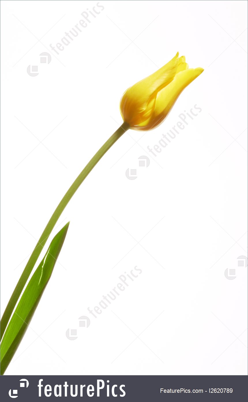 860x1392 Picture Of Single Yellow Tulip - Yellow Tulip Drawing