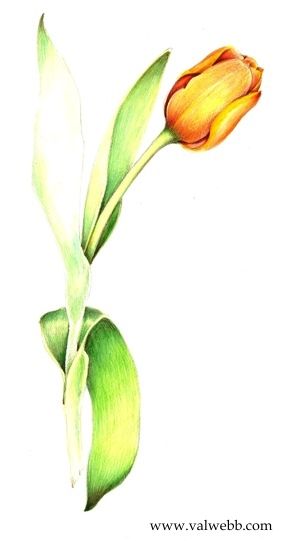 286x541 Cool And Fun Art Tulip - Yellow Tulip Drawing