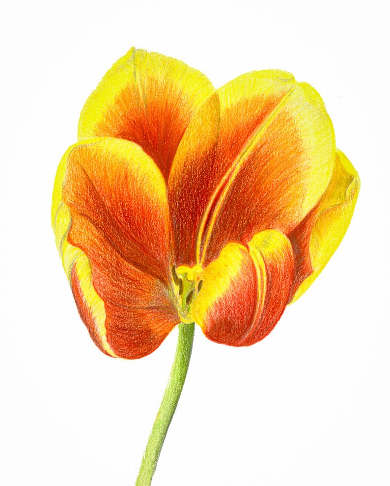 Yellow Tulip Drawing at Explore collection of