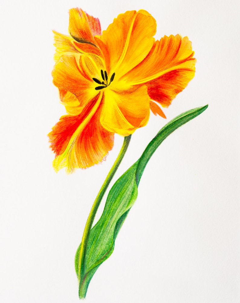 794x1003 Red And Yellow Tulip Nature Colored Pencil Drawing Etsy - Yellow Tulip Drawing