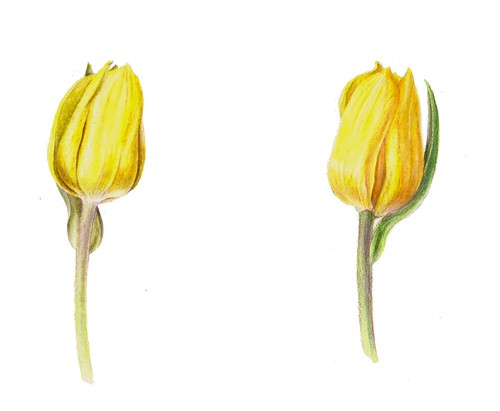 500x411 Sketching In Nature Yellow - Yellow Tulip Drawing