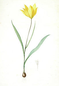 206x300 tulipa sylvestris, tulipa sauvage, wild tulip woodland tulip - Yellow Tulip Drawing
