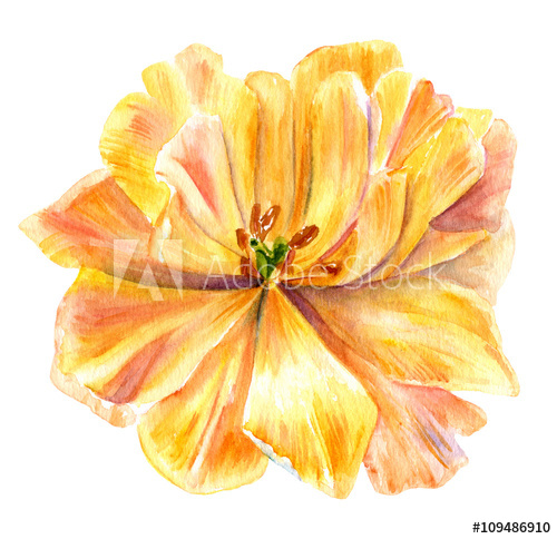 Yellow Tulip Drawing at PaintingValley.com | Explore collection of ...