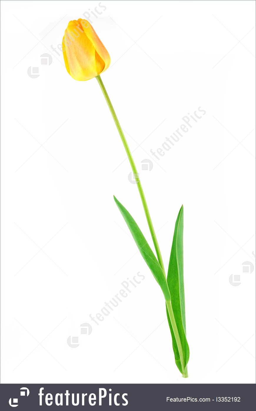 870x1392 Yellow Tulip Picture - Yellow Tulip Drawing