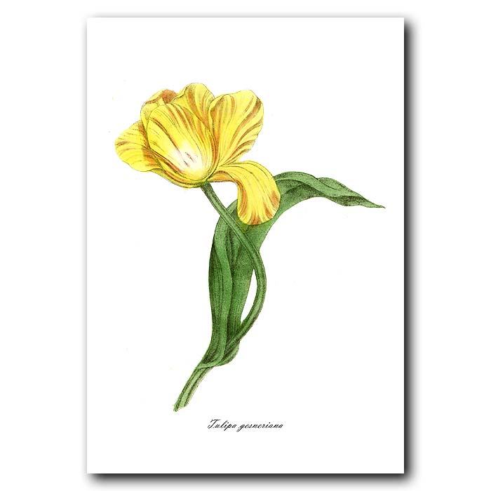 700x700 Yellow Tulip Fine Art Print - Yellow Tulip Drawing