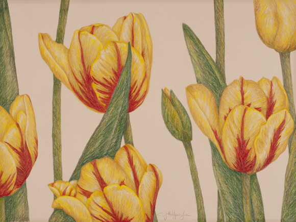 580x435 Yellow Tulips Studio Art - Yellow Tulip Drawing