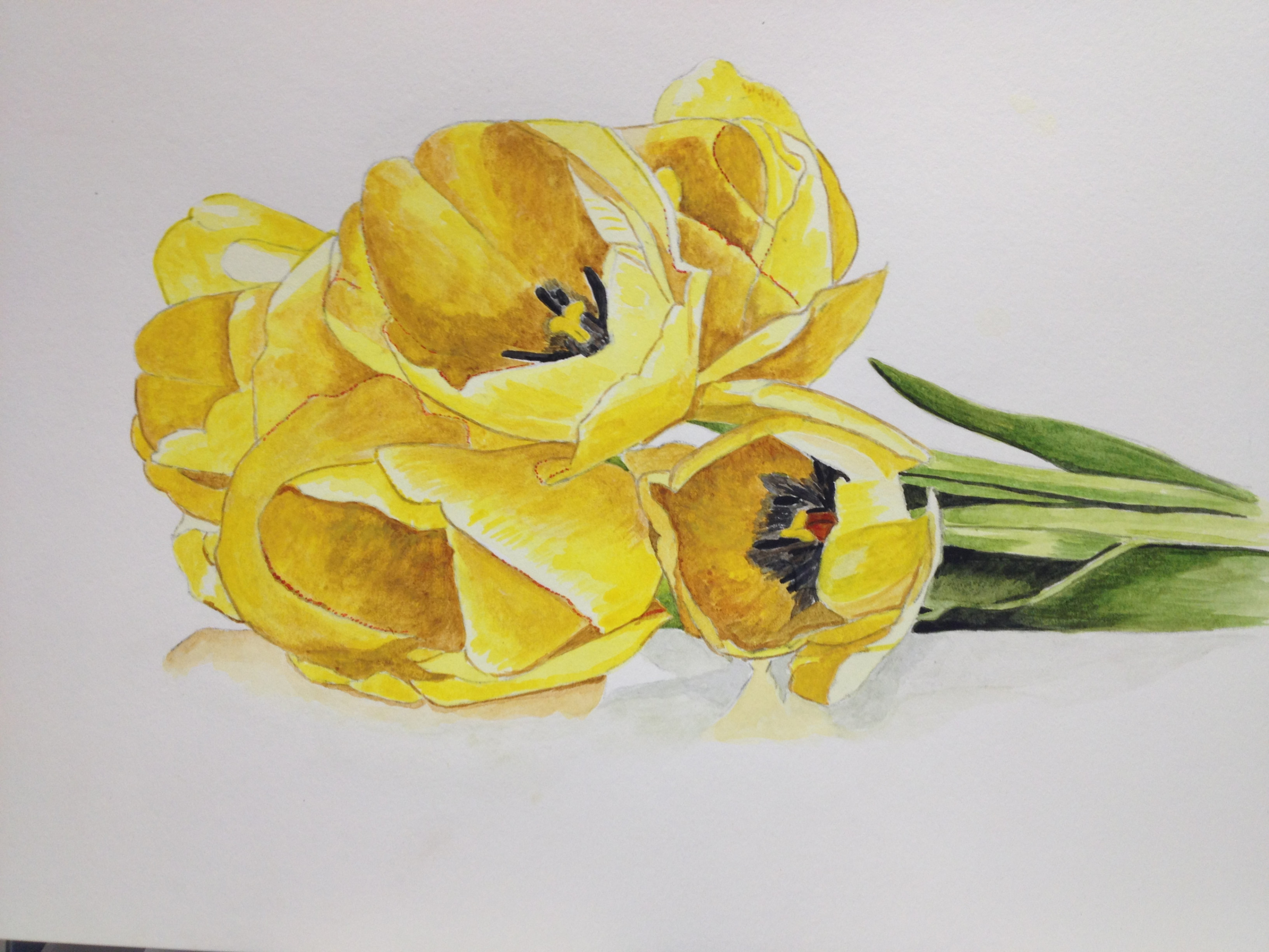 3413x2560 Yellow Tulips - Yellow Tulip Drawing