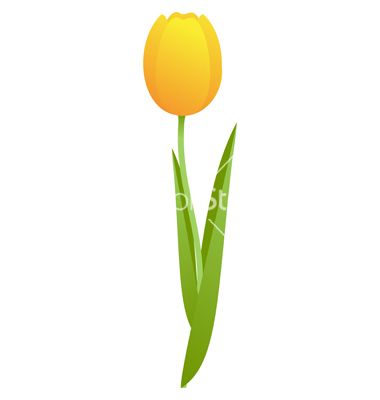 380x400 yellow tulip vector image on tattoo ideas yellow tulips, tulip - Yellow Tulip Drawing