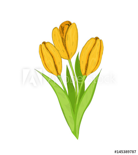 445x500 Drawing In Graphic Style Yellow Tulips, Vector Illustration - Yellow Tulip Drawing