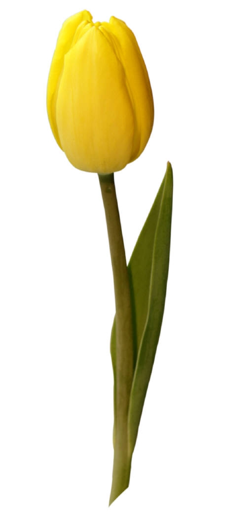 456x1050 flowers for flower lovers yellow tulips flowers - Yellow Tulip Drawing