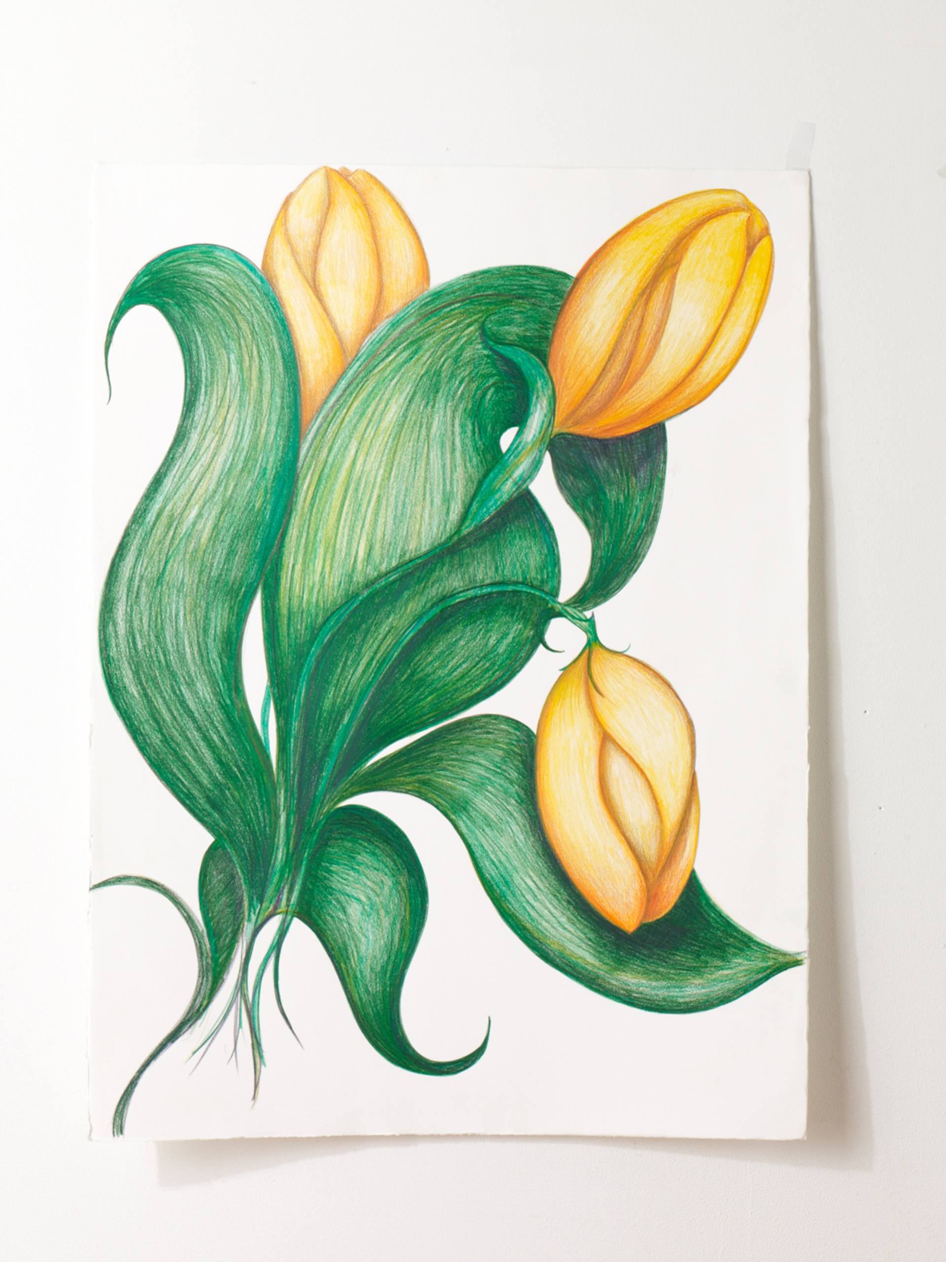 Yellow Tulip Drawing at Explore collection of