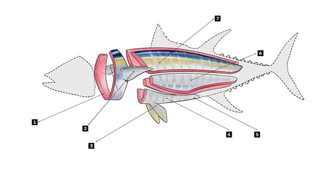 Yellowfin Tuna Drawing