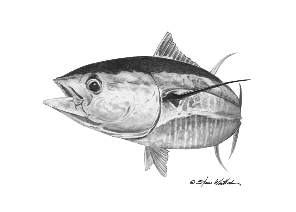 1023x731 pencil art yellowfin tuna steve whitlock game fish art steve - Yellowfin Tuna Drawing