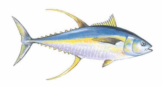 550x294 tuna, yellowfin - Yellowfin Tuna Drawing