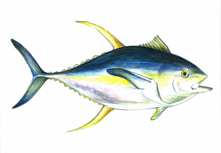 432x299 tuna school clover leaf - Yellowfin Tuna Drawing