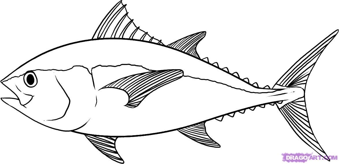 1174x570 sailfish drawing blackfin tuna for free download - Yellowfin Tuna Drawing