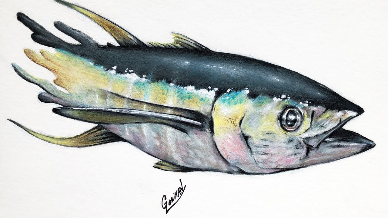 Yellowfin Tuna Drawing at Explore collection of