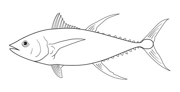 582x300 yellowfin tuna drawing - Yellowfin Tuna Drawing